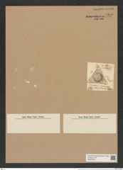 Triceratium robustum Grev. (de-Toni-Nr.: Genus 140, Species 3796) Zeichnungen Sammlung Grunow Nr. 7300 (NHMW-BOT-W0376326)